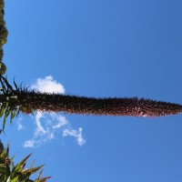 Lobelia leschenaultiana (C.Presl) Skottsb.